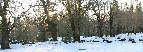Winter Morning